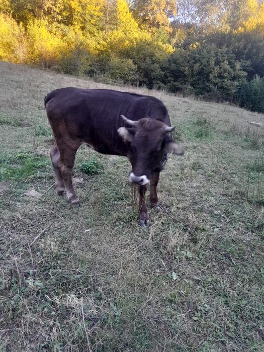 Vând juninca tânără
