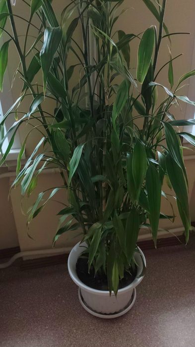 Комнатные цветы от 3000 тенге