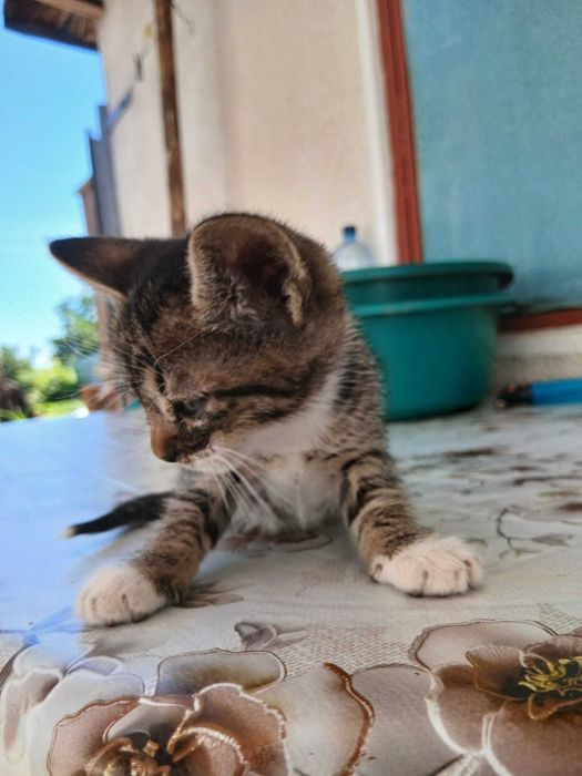 Pisicute pentru adoptie