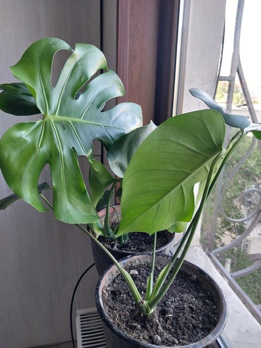 Монстера сотилади