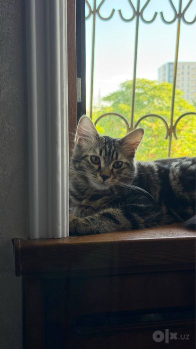Кошка и котенок ищут новый дом!