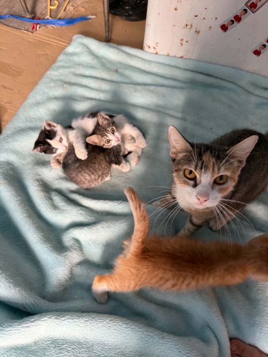 Ofer spre adoptie pisicute