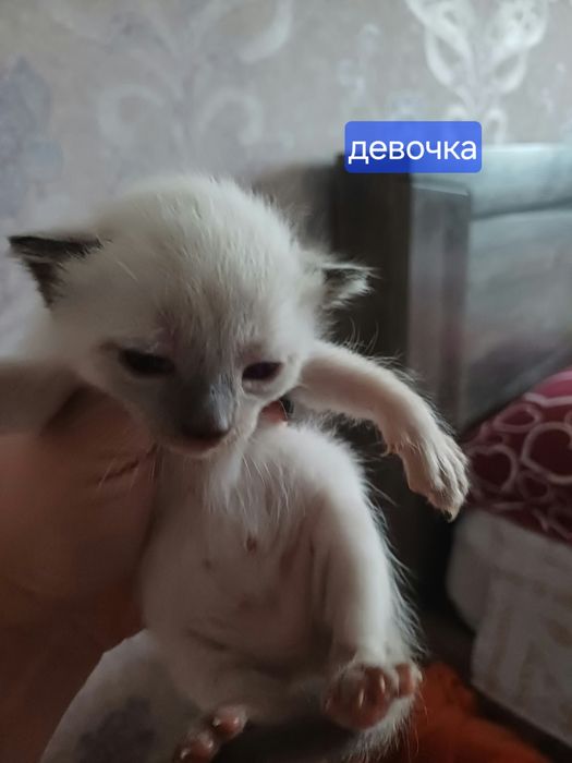 Котята метисы отдам