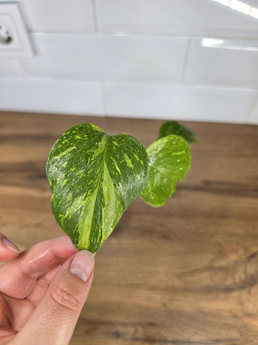 Монстера Электролит Monstera Electro