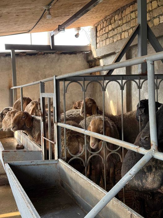 Qo'chqor, Qo'y, Qo'ylar, Кучкор, Куйлар