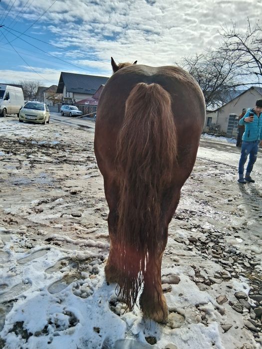 Vând mânz de un an fff cuminte și blând