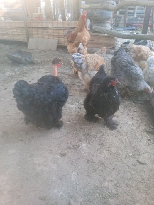 Vând ouă de incubat de brahma