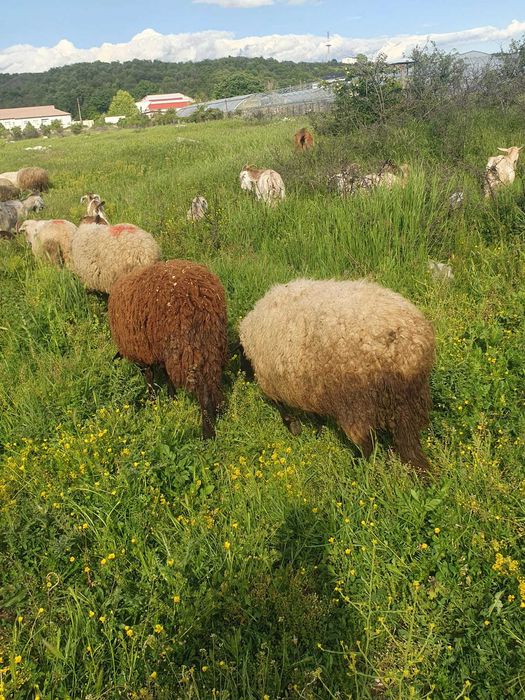 Vand oi tinere bune de tinut