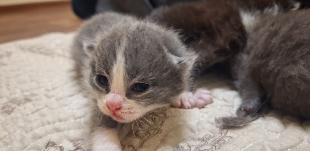 Котята в добрые руки