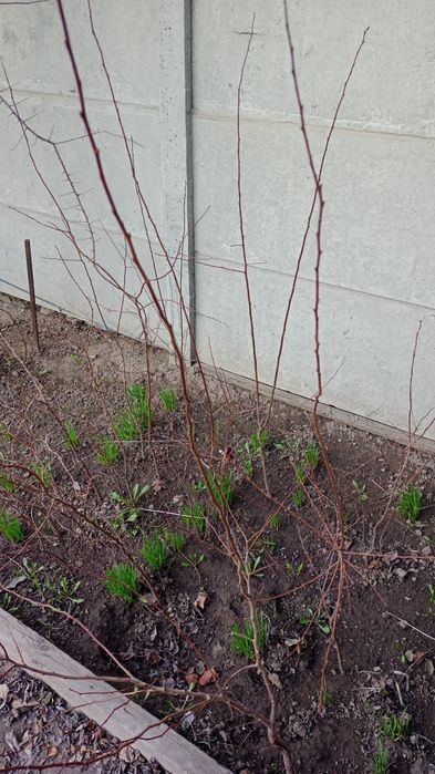 Продам саженцы абрикоса