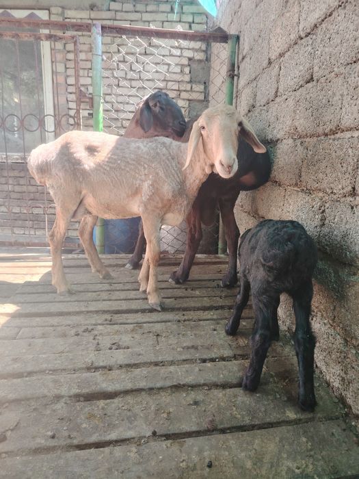 Boqilgan 2 ta quchqor 1ta ona bola quy