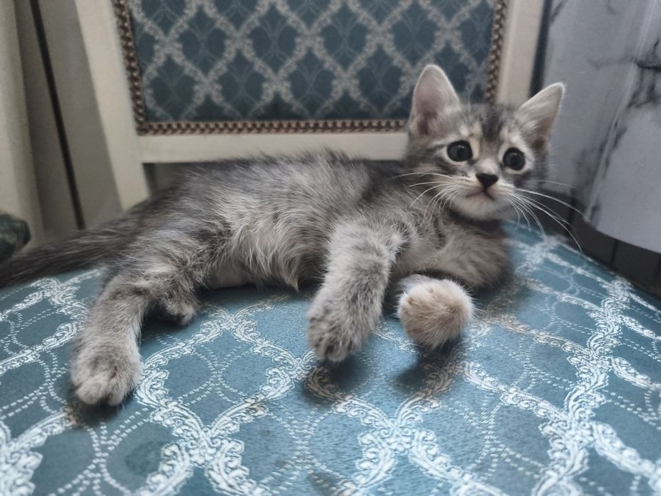 Котята - девочки