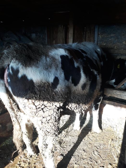 Vaca baltata romaneasca -gestanta