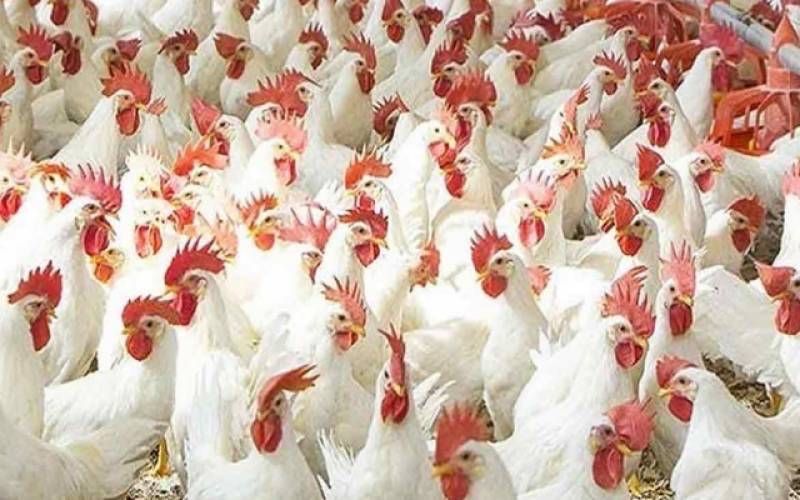 Несушки куры 9 месяцев