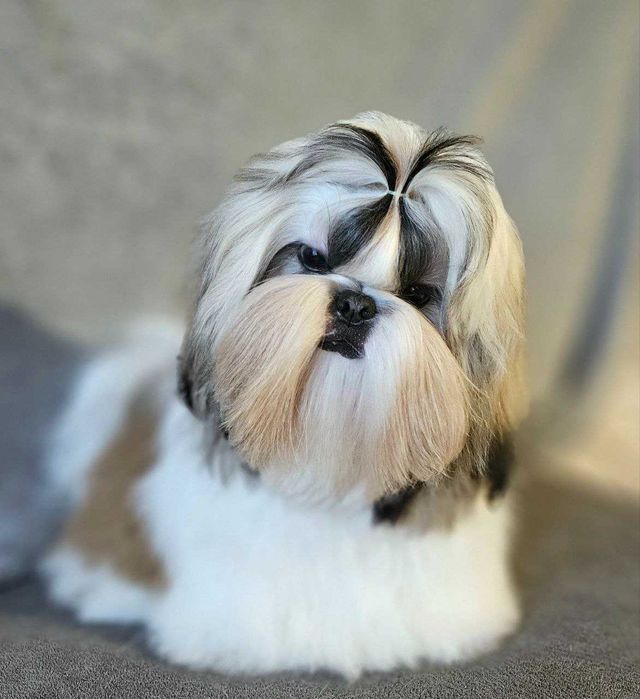 Băiat Shih Tzu în vârstă de 8 luni