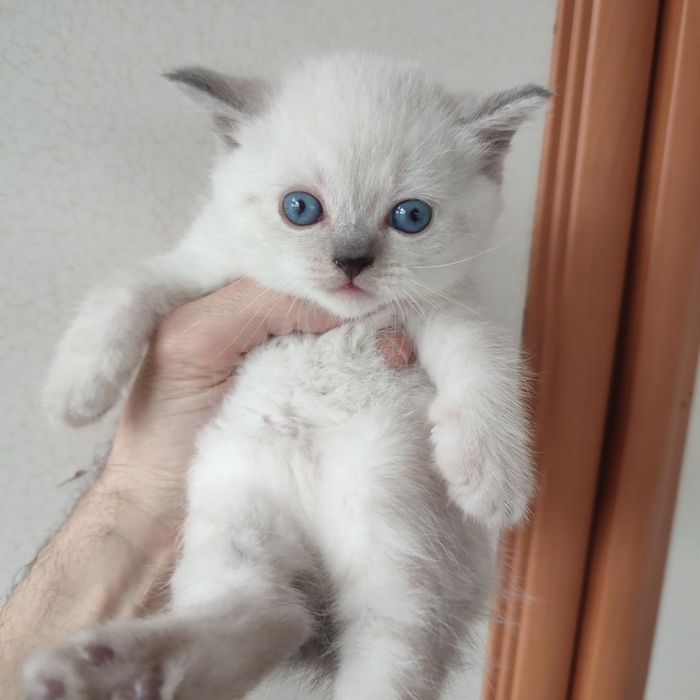 Британские котята