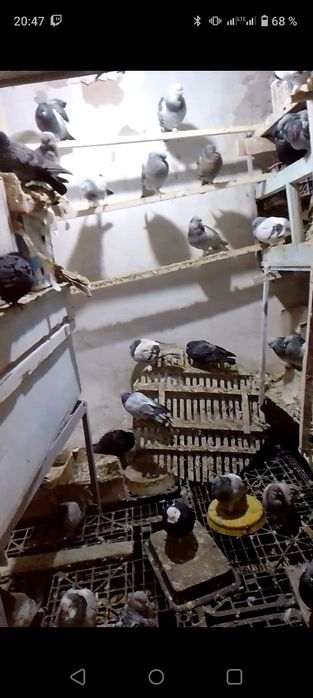 Таклалар сотилади