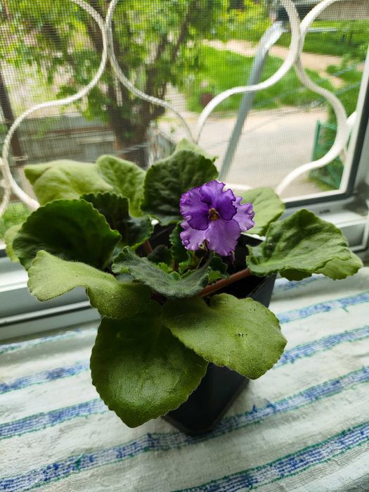 Продам комнатные фиалки