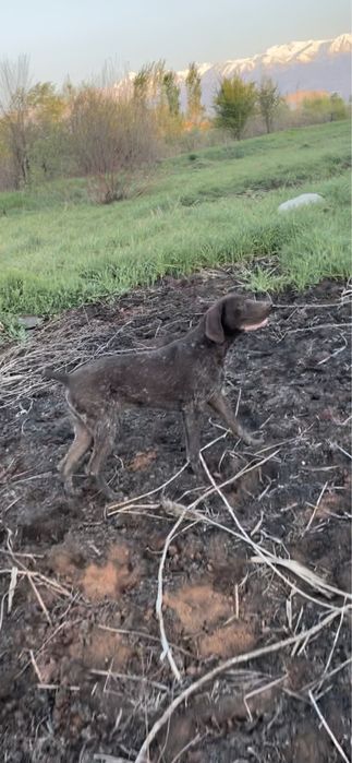 Немецский Курцхаар