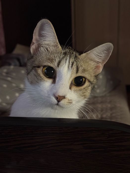 Кошечка Мия.