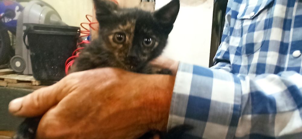 Котята 3 месяца 5шт