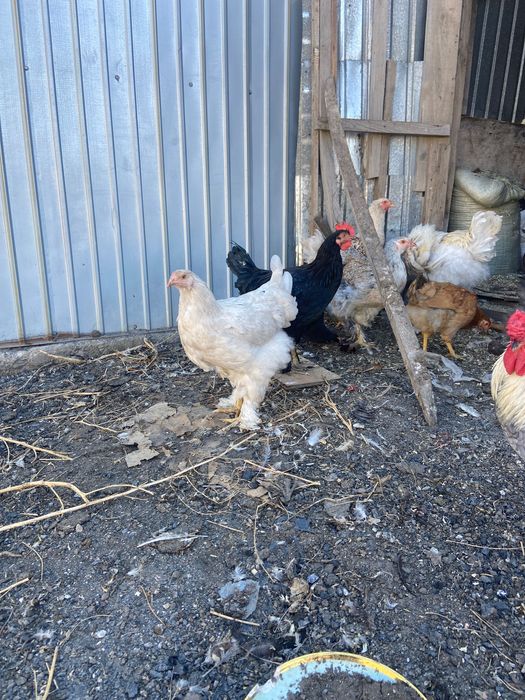 продам кур петухов