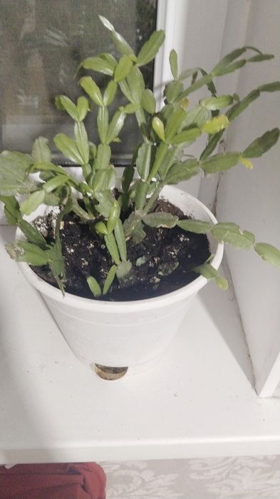 Цветы вырощеные в домашних условиях