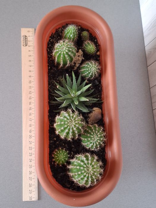 Весёлая семейка кактусов