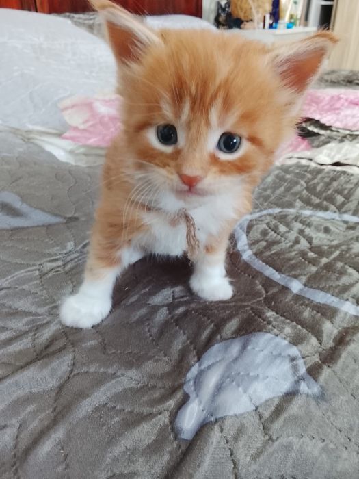 Котята Мейн-куна