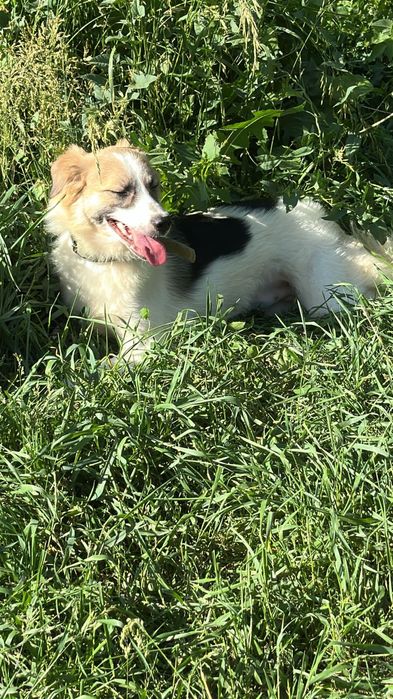 Очень добрые собачки