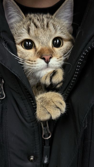 Нужен кот для вязки