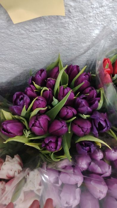 Тьюльпаны оптом от 300 тенге