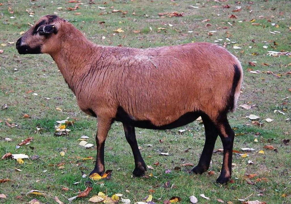 Vand berbecuti sau oi de camerun schimb cu pork