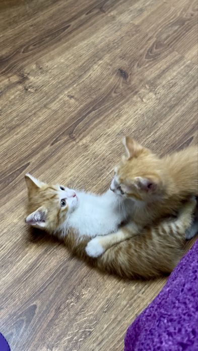 Котята маленькие
