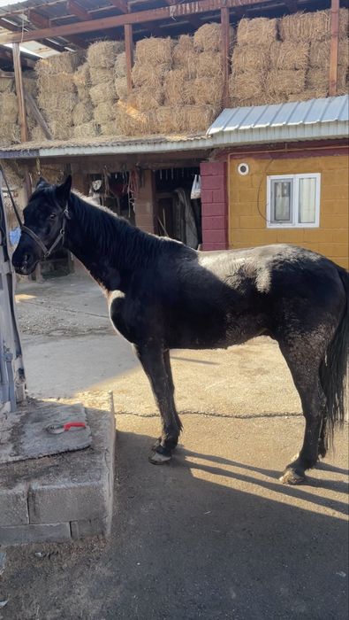 Мінгі ат пішпе 5 жасар