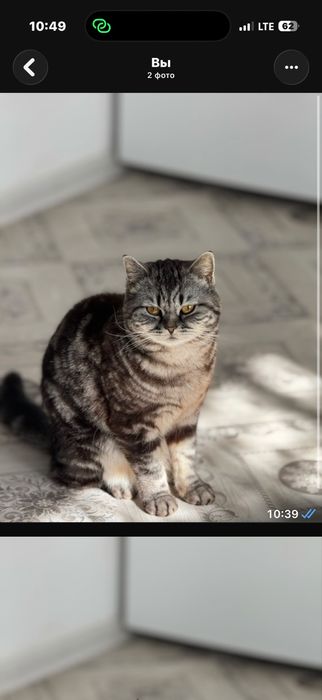 Пропала кошка девочка в районе 12 микр