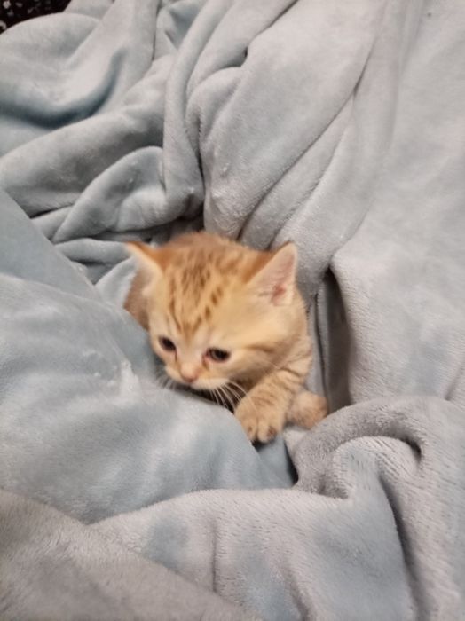 Продам котенок девочка Scottish Straight
Мама