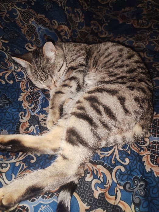 Mushuk sotiladi Yoshi 1 da