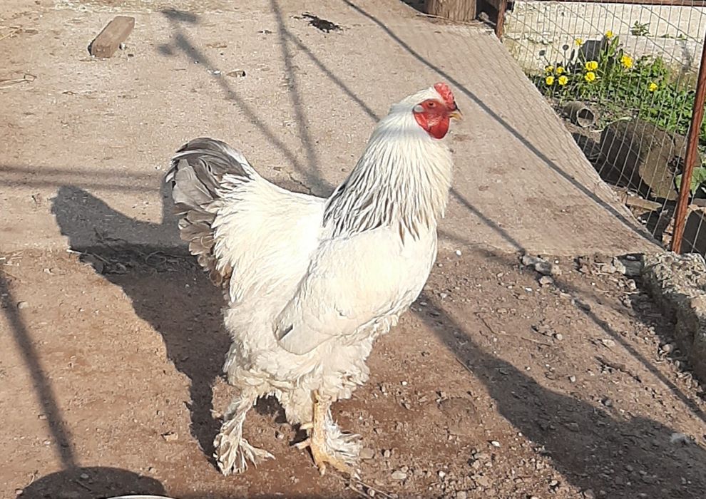 De vânzare pereche sau separat Brahma