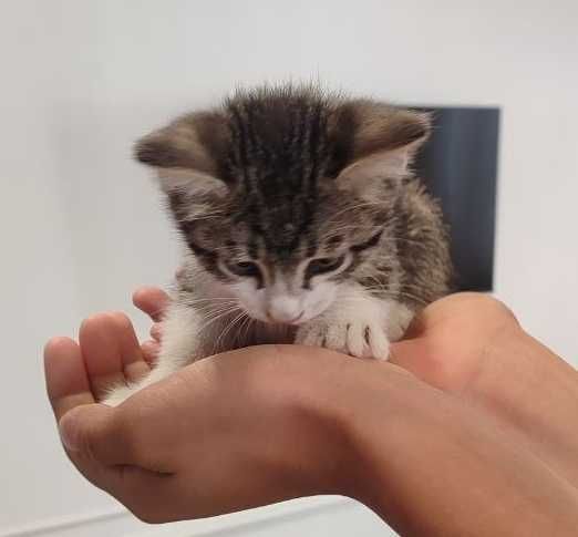 Отдадим бесплатно котят в добрые руки