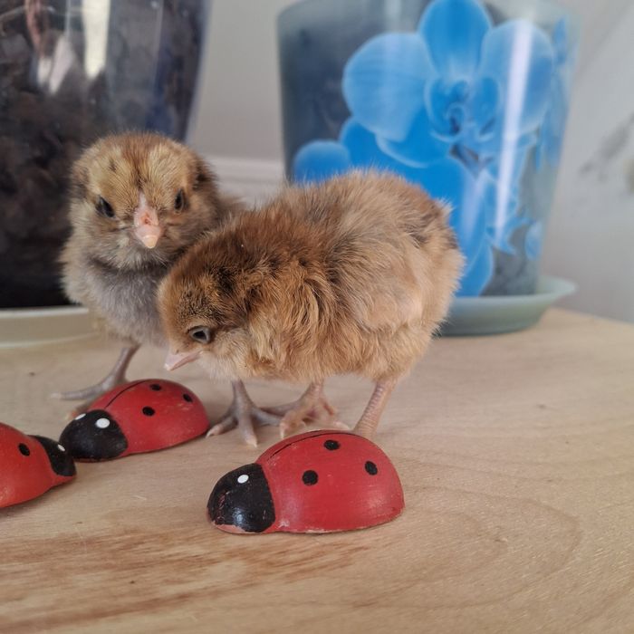 Цыплята амераукана