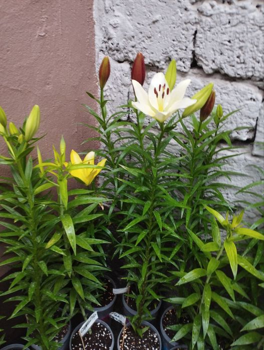 Лилия гули пиёзлари Нарошанный луковки лилии