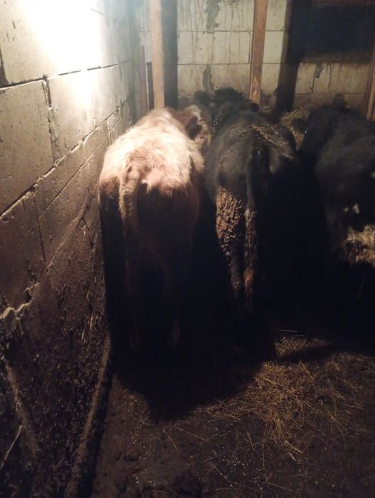 Vând 2 tăurași și o vițea.