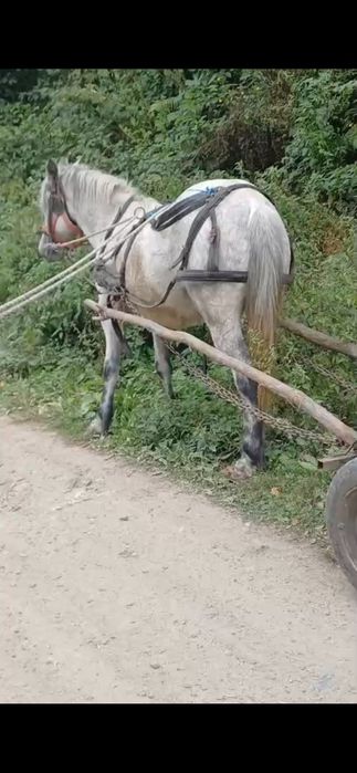 Vand iapa de 4 ani