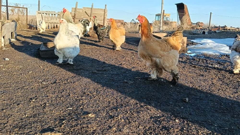 Инкубационные яйца Брама