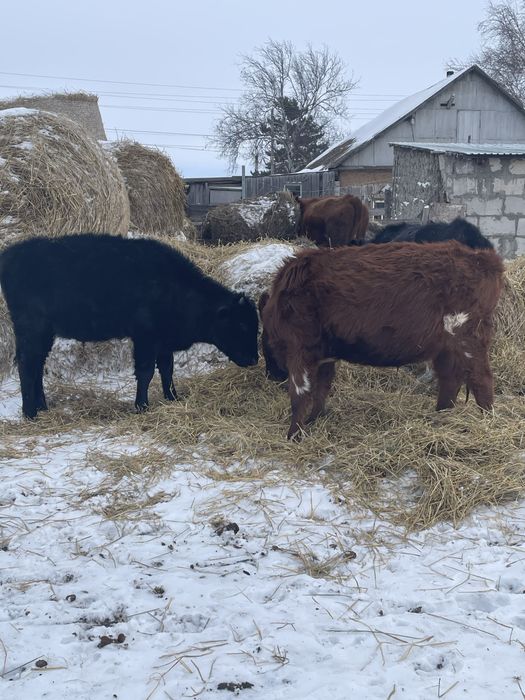 Продам трех быков