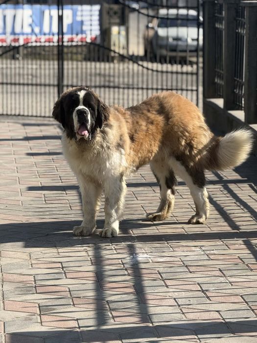 Saint bernard pentru monta