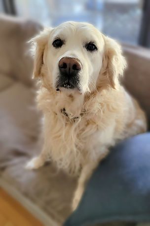 Разходки на кучета и посещения в домовете