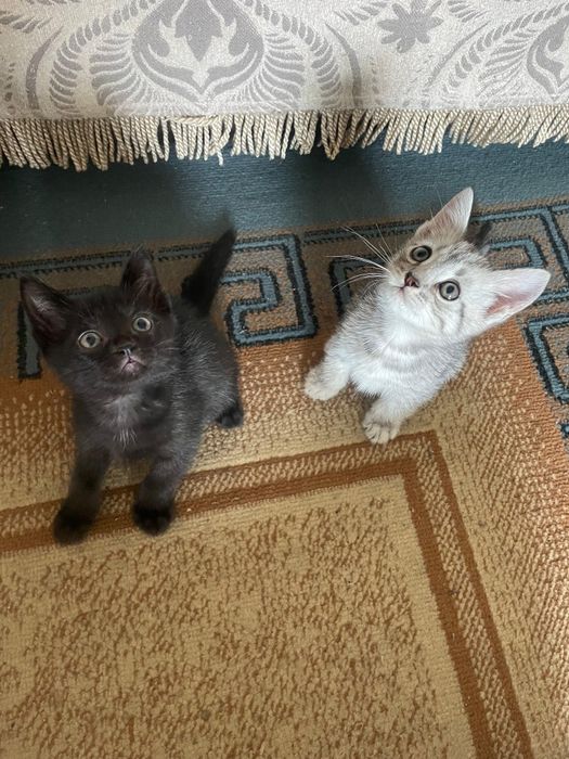 Отдам котят 2 мальчика