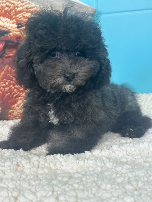 Малтипу/ Maltipoo silver